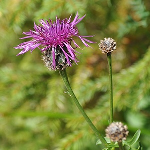 karwendelblick-quadratisch-distel